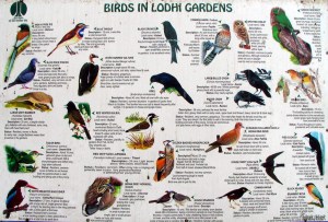 Madarak a Lódhí-kertben. Kép forrása: internet