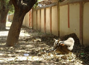 Pinenő tehénke a benáreszi hindu egyetem kampuszán